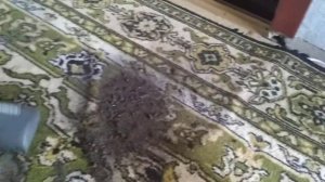 Чистка ковра пылесос Томас