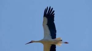 Кормите птиц - скажите такие слова! Ваши дела пойдут лучше!Заговоры для счастья. #ведуньяблагйня