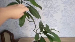Выращивание авокадо, косточка, прищипывание, болезни, полив