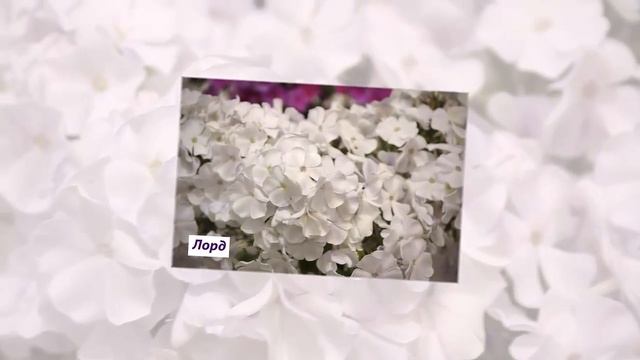 Флоксы сорта с фото и названиями. 59 красивенных сортов!