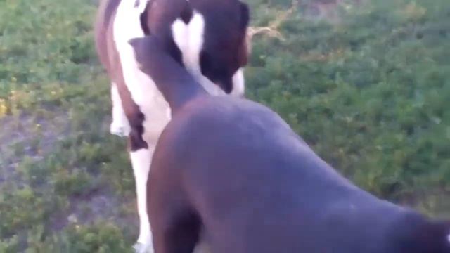 Алабаи, среднеазиатская овчарка, питомника Аз марал смотреть онлайн