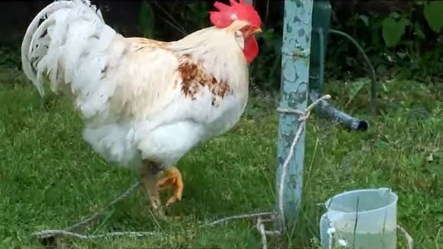 Петушек по кличке Яйценюк смотреть онлайн