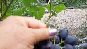 Виноград Краса Балок. 2020г