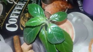 ?Мои комнатные цветы.?Колумнеи,эсхинантус.?Ноябрь 2019?