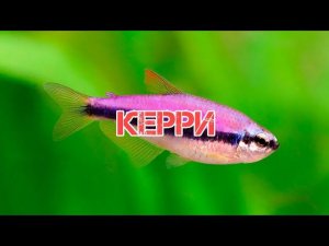 КЕРРИ. СОДЕРЖАНИЕ И РАЗМНОЖЕНИЕ В АКВАРИУМЕ