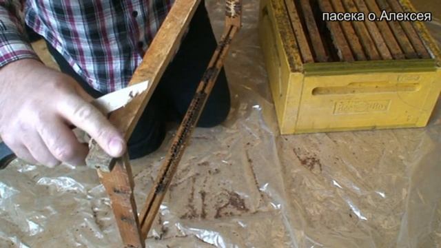 ПРОПОЛИС. Добыча прополиса.