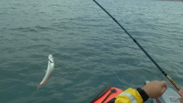 Рыбалка в Севастополе на Луфаря с лодки смотреть онлайн