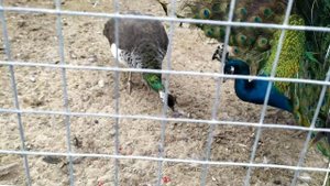 ПАВЛИНАМ 2,5 ГОДА / СОДЕРЖАНИЕ ПАВЛИНОВ