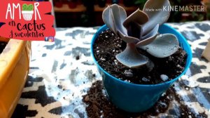 Echeveria Perle von Nurnberg  , Serie trabajando en la bandeja de 2K suscriptores