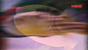 Тетрадон Фахака в аквариуме. Содержание, разведение, совместимость и чем кормить