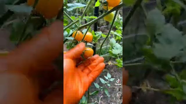 Garden Harvest! In ground & container gardening! Tomatoes, peppers, cucumbers, squash