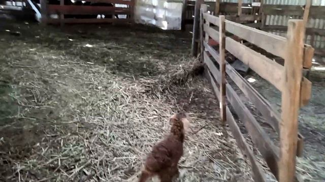 Овца плохо принимает ягненка