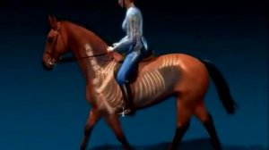 Верховая езда - обучение, коррекция баланса
