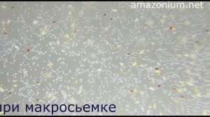 Артемия- выведение и кормление.