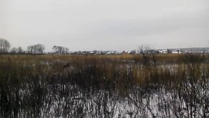 Дратхаар Біне &Чара