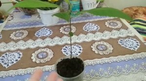 Орех ПЕКАН! Дерево из орешка. Проращиваем дома.