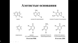 1.4. Сложные белки