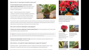 Когда пересаживать долларовое дерево, в какое время и как лучше проводить пересадку замиокулькаса?