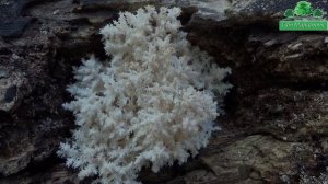 Igličar - Koralna Gljiva - Lat. Hericium Coralloides