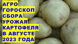 Когда копать картофель в августе 2023 года? Агрогороскоп сбора урожая картошки в августе 2023 года