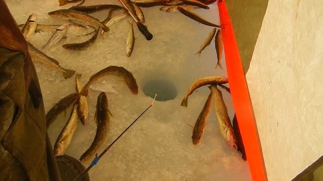 блесна на зубаря и навагу капля с мухой плазма смотреть онлайн