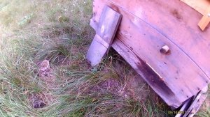 трутень в сентябре