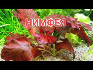 НИМФЕЯ.СОДЕРЖАНИЕ И УХОД