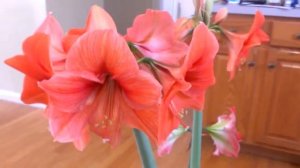 Red Lion Mammoth Amaryllis