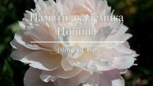 Пионы Н.С. Красновой.