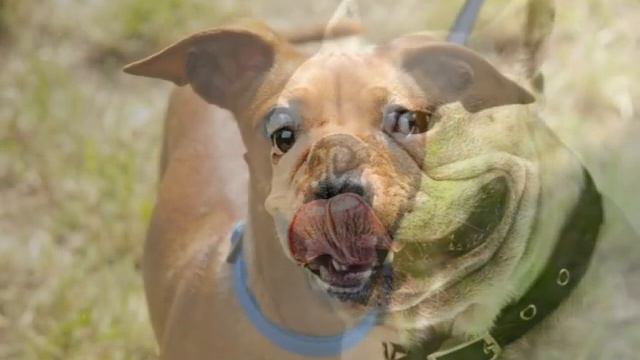 шоковый ошейник для собак смотреть онлайн