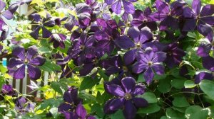 Клематисы. Негритянка