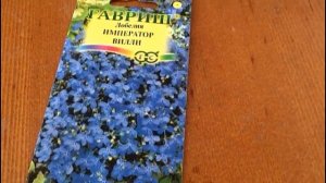 Лобелия! Что это за цветок?