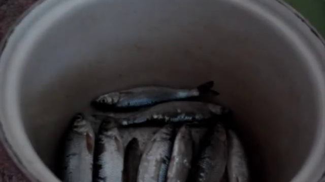 Как солить речную рыбу смотреть онлайн