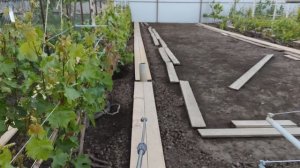 ВТОРАЯ ОБРАБОТКА ВИНОГРАДА! 🍇🍇🍇.mp4 тел. +79054033245, WhatsApp и Viber+79528500417.