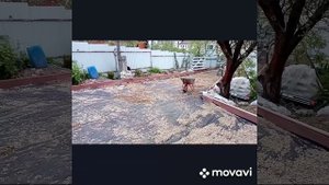 Одинцово часть 7 Щебнем  под тротуарную плитку