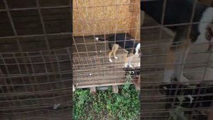 Собачий приют в Курской области