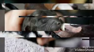 Новорожденные щенки,(мама собака)