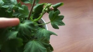 Borthwood пеларгония