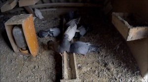 Можно ли держать одного голубя? Отвечаю на Ваш вопрос и задаю Вам встречный вопрос. Домашние голуби