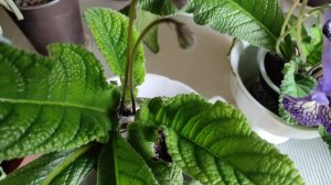 Стрептокарпусы - повод порадоваться...