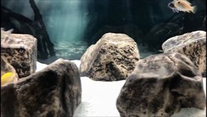 Beautiful Planted Malawi Cichlids Tank | Best Instant Cichlid Aquarium