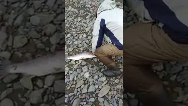 Север о.САХАЛИН,р.Чамга..Часть 4. Большая кунджа! смотреть онлайн