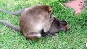 Спаривание улыбающейся обезьянки хихи