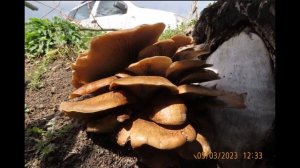 Pleurotus ostreatus   16st  and  31st    day