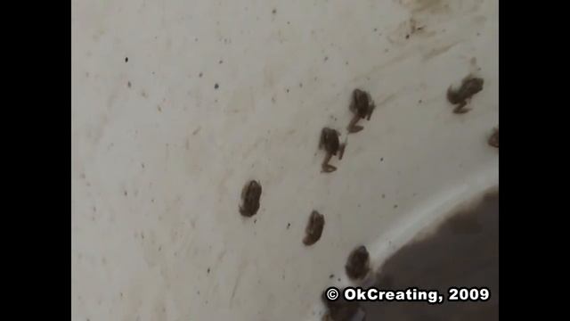 животные, лягушки, земноводные смотреть онлайн