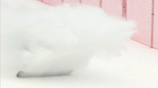 II ЗМСИ "Дети Азии", сноуборд альпийские дисциплины смотреть онлайн