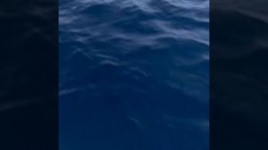 Аятуль Курси красивое чтение Корана. Омар Хишам.