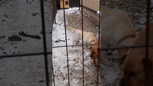 Грета учит Лионеля как детей делать) смотреть онлайн