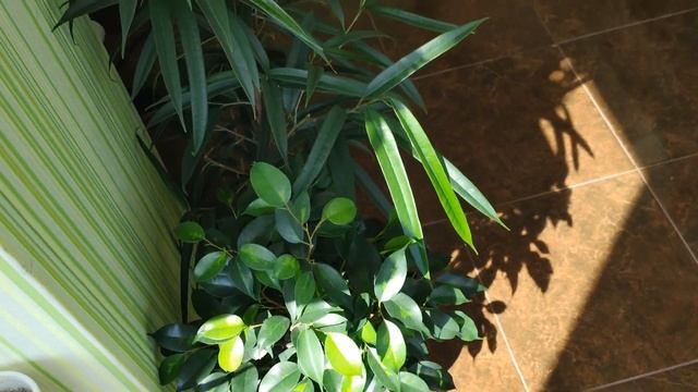 Обзор моей коллекции фикусов (Часть 2). Теплый душ для фикусов смотреть онлайн