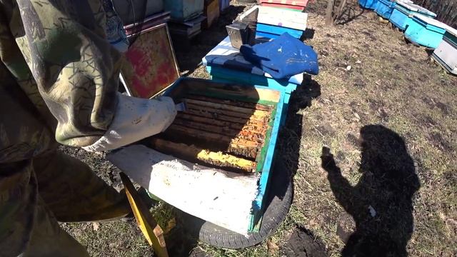 ПЕРВОЕ ВЕСЕННЕЕ РАСШИРЕНИЕ ПЧЕЛОСЕМЕЙ ВОЩИНОЙ И СУШЬЮ НА ЦВЕТЕНИЕ ВЕРБЫ смотреть онлайн